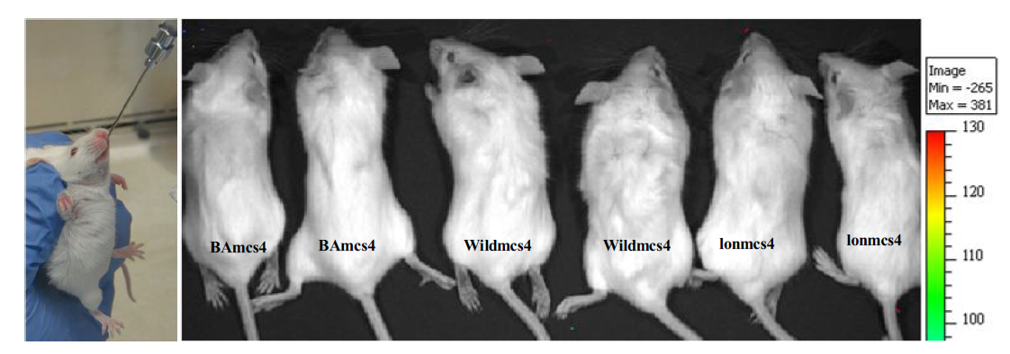 The live imaging results of BALB/c mouse infected brucella containing pBBRmcs4 luminoscence vectors (oral injection route)
