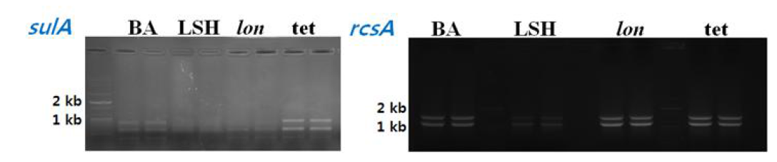 The results of PCR using E. coli sulA or rcsA primer and Brucella gDNA (B. abortus, LSH stain and lon mutant) as a template DNA (1% agarose gel)
