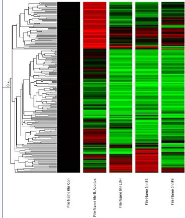 The microarray results in J774A.1 macrophage infected different brucella species