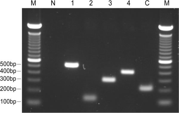 Detection and typing of the dengue virus (DENV) by multiplex RT-PCR with control RNA.