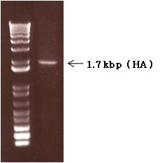 The PCR product of full length HA gene