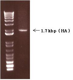 PCR products of full length HA gene which were including the sequence of restriction enzyme BamHⅠ and XhoⅠ