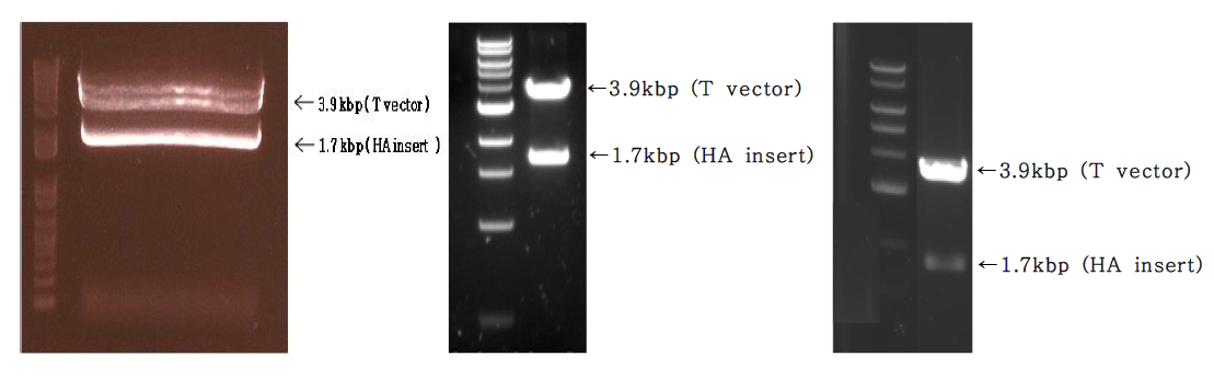 pCR2.1-HA were restricted with restriction enzyme BamHⅠ and XhoⅠ