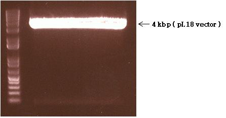 pI.18 vector which were restricted with restriction enzyme BamHⅠ and XhoⅠ