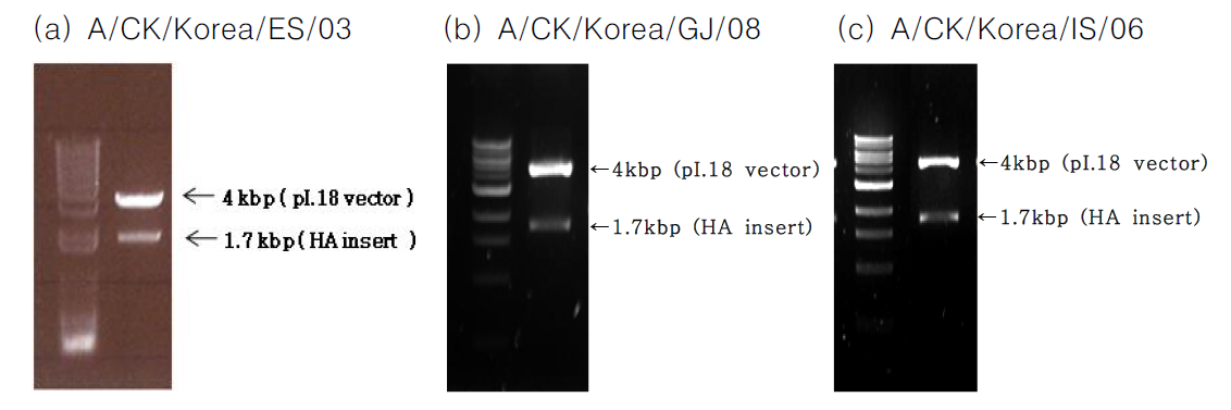 pI.18-HA were restricted with restriction enzyme BamHⅠ and XhoⅠ