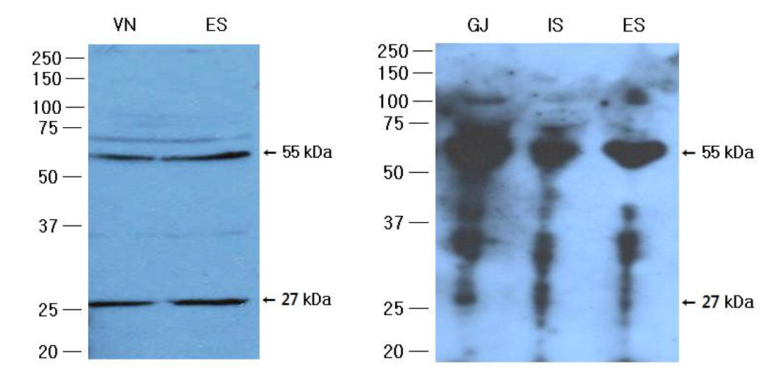 Expression of HA proteins