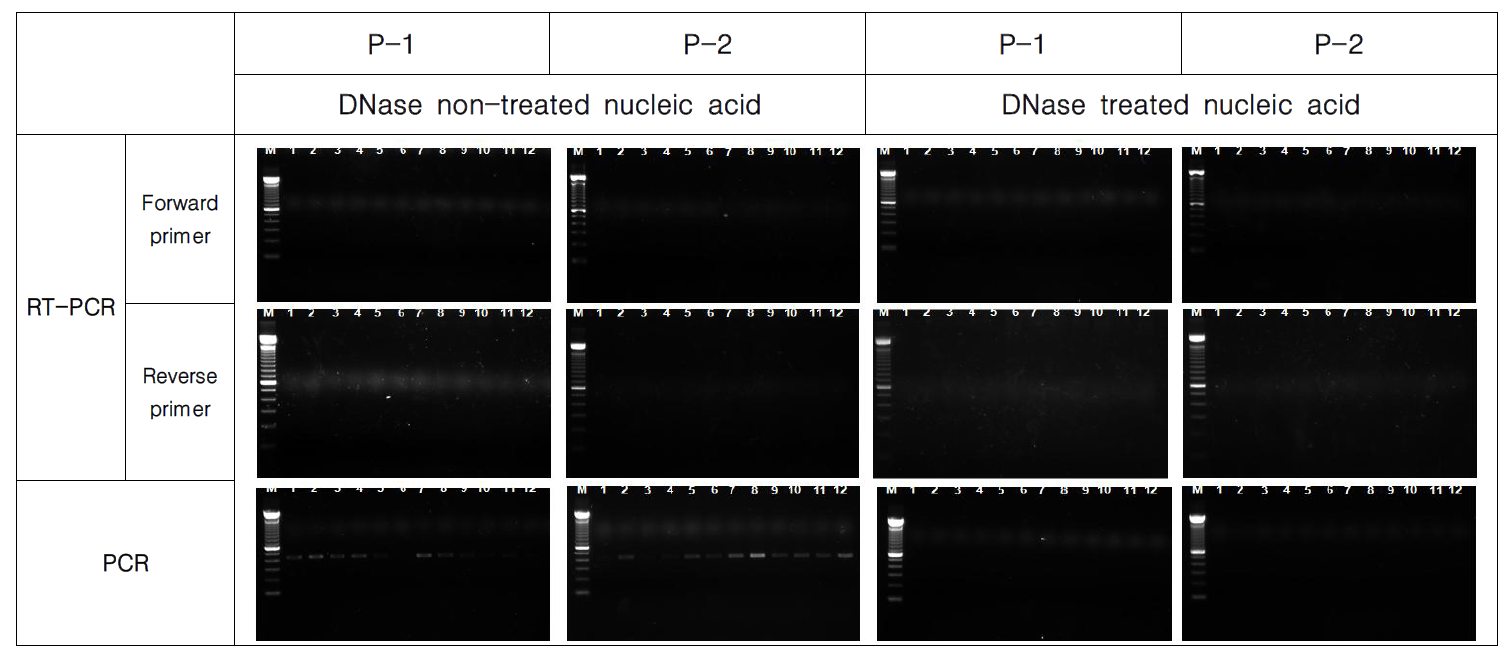 The confirmation of uninfectivity of pseudovirus using RT-PCR or PCR