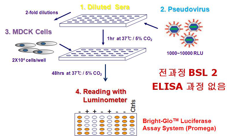 Schematic diagram of the AI micro-neutralization test using pseudovirus