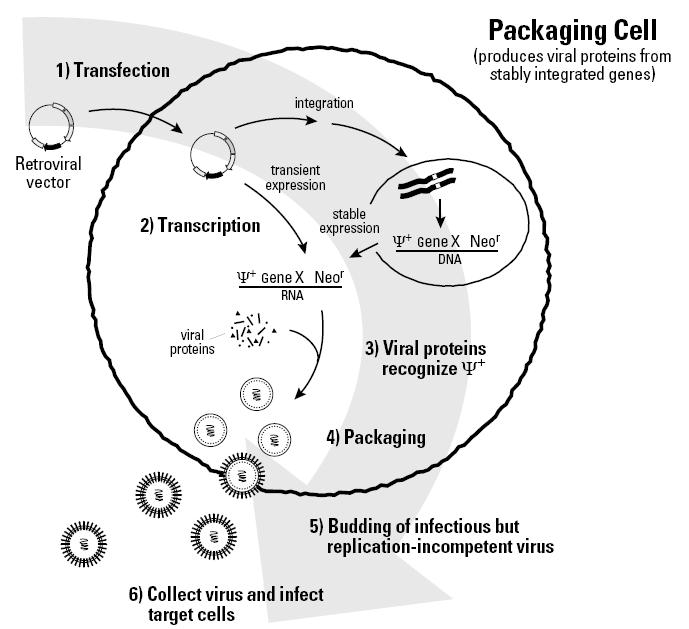 Schematic diagram of the general protein expression using lentivirus expression system