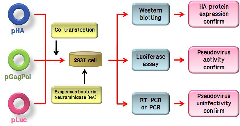 The flow chart of pseudovirus production system