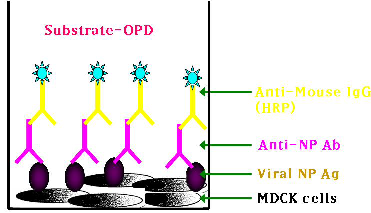 Schematic diagram of the detection step from the classical AI MNT