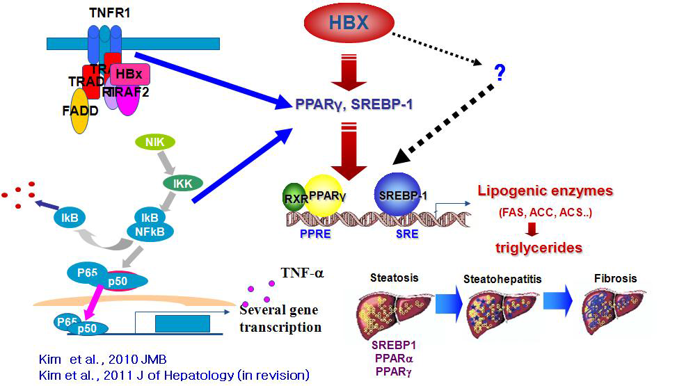 Proposed model by which HBx-mediated steatosis and apoptosis