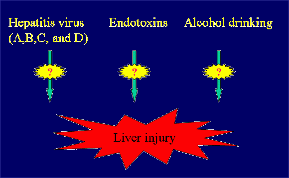 liver injury 유발 위험인자