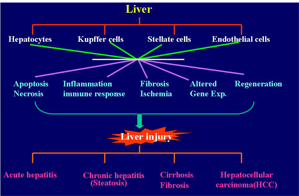 liver 세포들의 비정상적인 조절로 인한 liver disease 유발