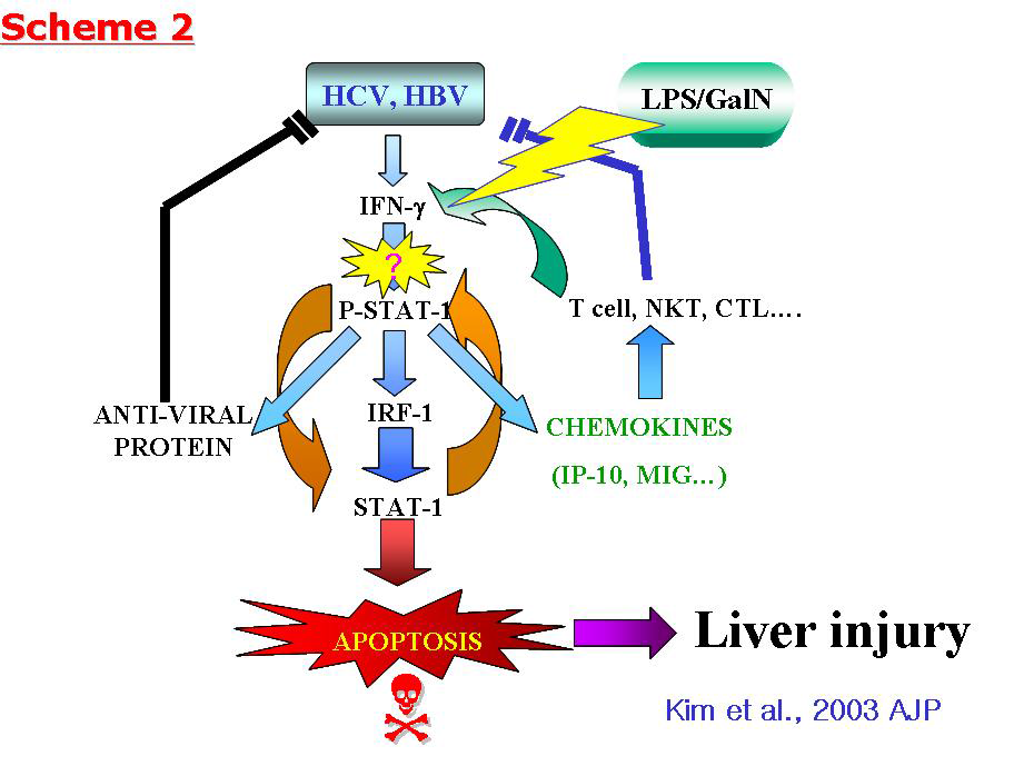 LPS/D-GalN에 의한 hepatitis 유도 조절기작