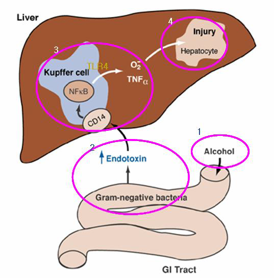 알코올 섭취에 따른 LPS 생성 및 역할