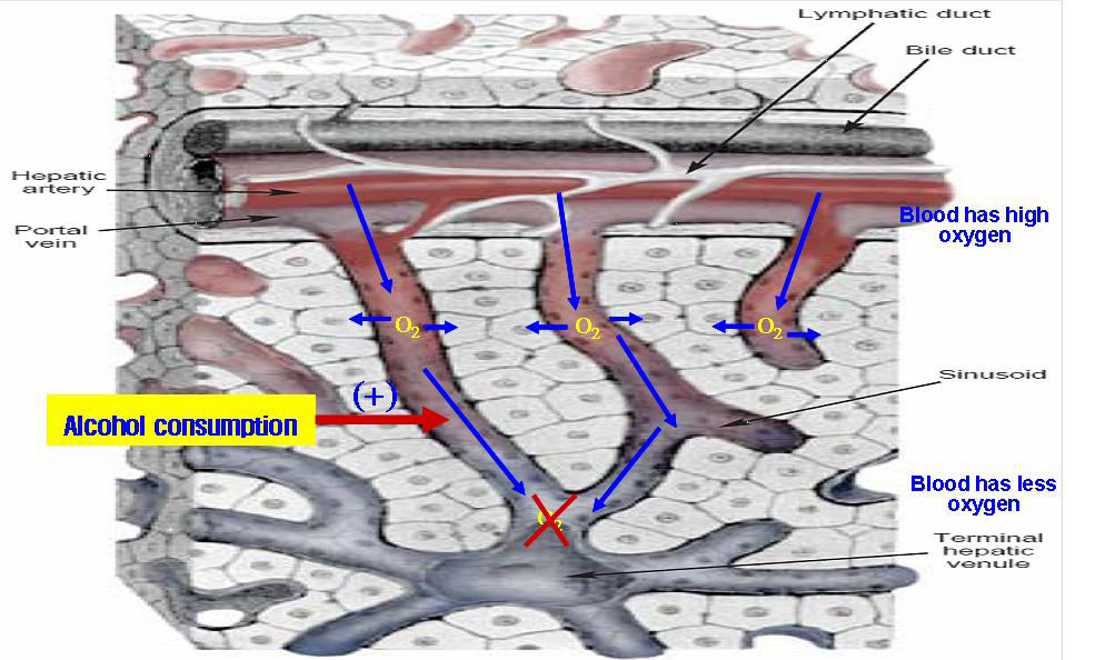 hepatocyte에서의 산소이용에 대한 알코올의 영향