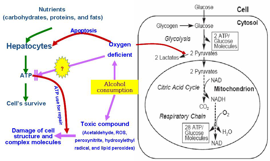 hepatocyte에서의 ATP생성에 대한 알코올의 영향