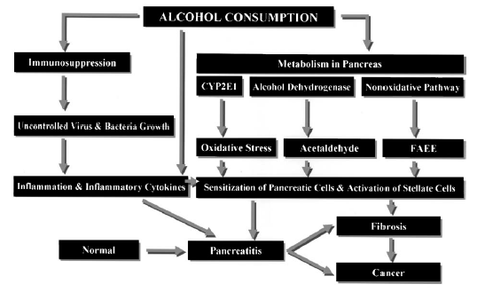 Alcohol consumption and liver fibrosis or pancreatitis