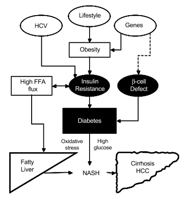 Risk factors on the progression of Liver injury and Diabetes