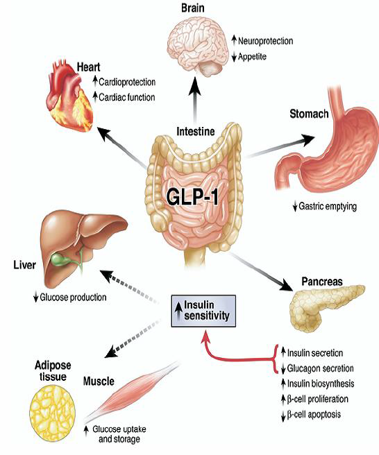 Function of glucagon-like peptide-1