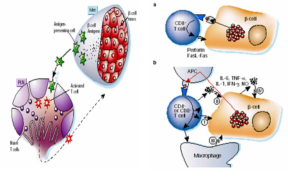 pancreatic β-cell에서의 apoptosis 조절기작