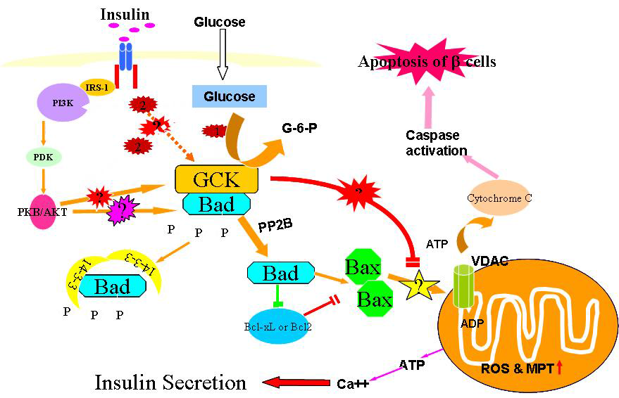 Chronic high glucose induced pancreatic β-cell apoptosis 조절, Kim 2005, Diabetes