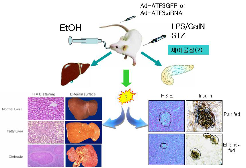 Scheme for studying of Liver injury and Diabetes