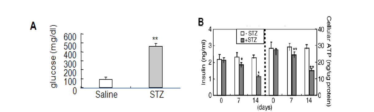 STZ treatment induced hyperglycemia and pancreatic β-cell dysfunction