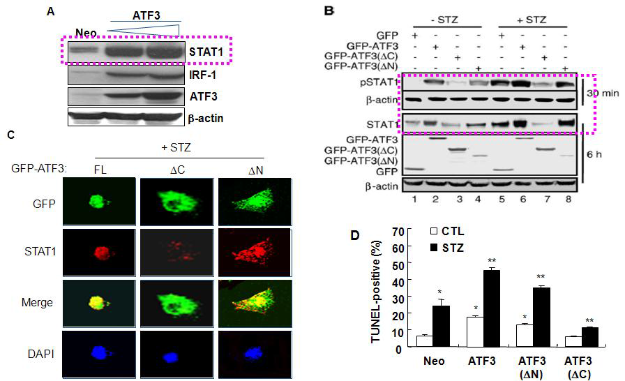 The C-terminal domain of ATF3 is essential for STZ-induced STAT1 expression and apoptosis