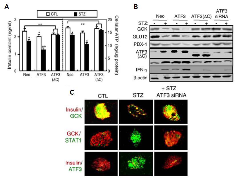 The C-terminal domain of ATF3 is essential for STZ-impaired β-cell function and glucose metabolism