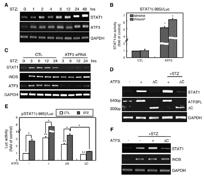 ATF3 stimulates the STAT1 promoter