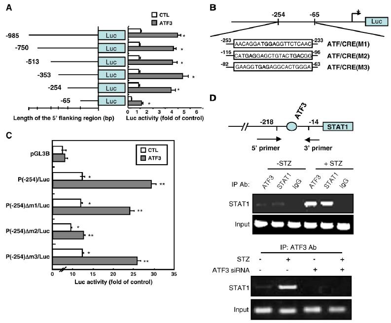 ATF3 binds to the putative ATF/CRE site in the STAT1 promoter