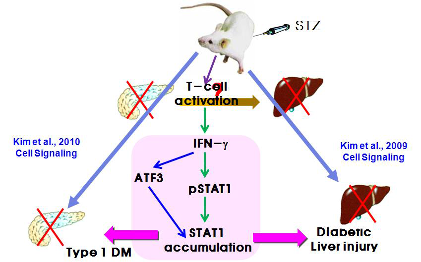 Summary scheme for STZ-mediated pancreatic β-cell dysfunction and apoptosis