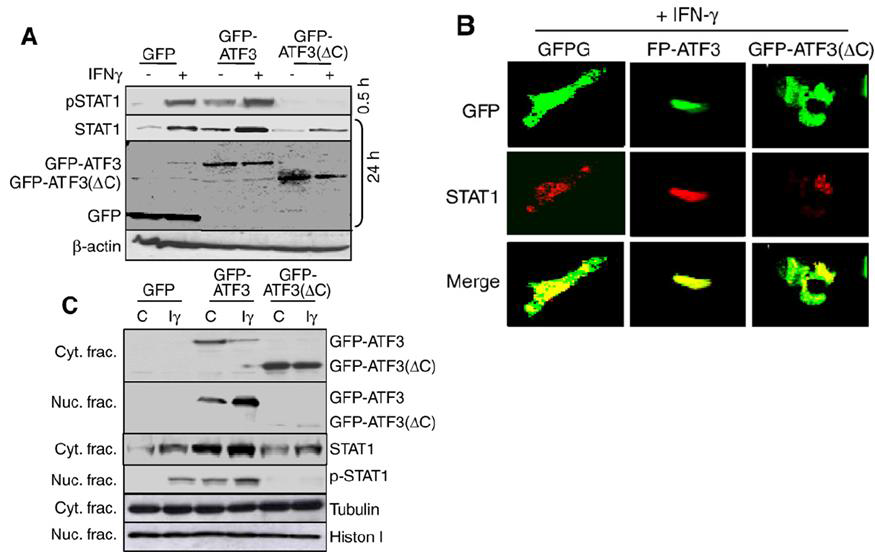 C-terminal domain of ATF3 is essential on STAT1 expression and apoptosis induced by IFN-γ