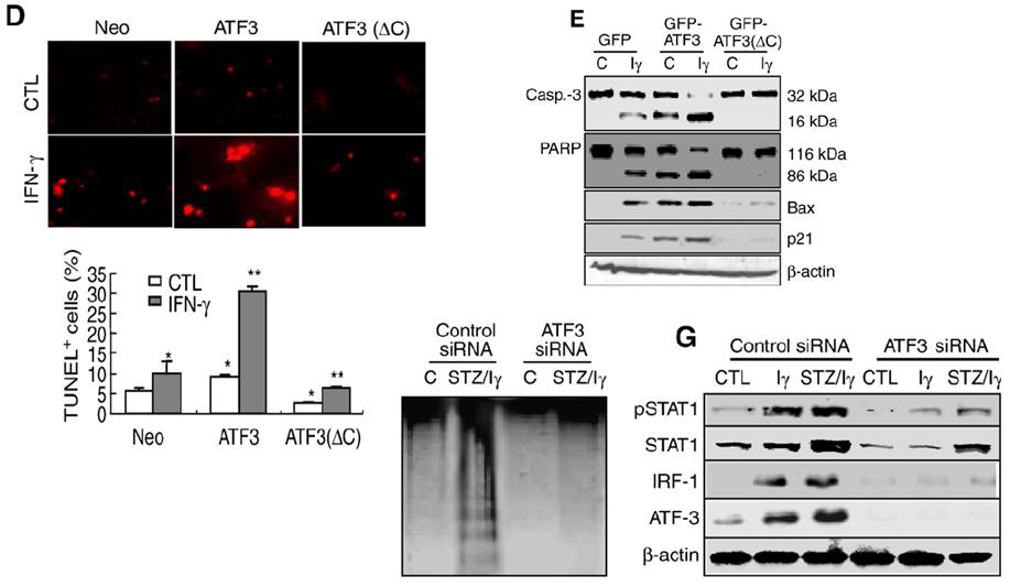 C-terminal domain of ATF3 is essential on STAT1 expression and apoptosis induced by IFN-γ