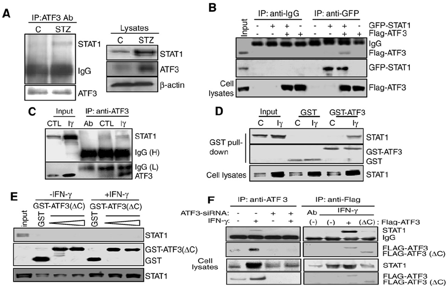 ATF3 directly interacts with STAT1