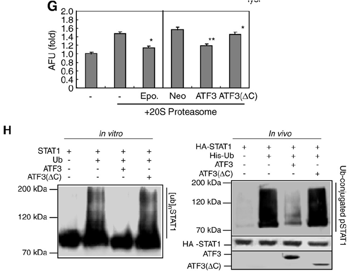 ATF3 increased STAT1 stability by inhibiting Ub/proteasome-dependent STAT1 degradation in hepatocytes