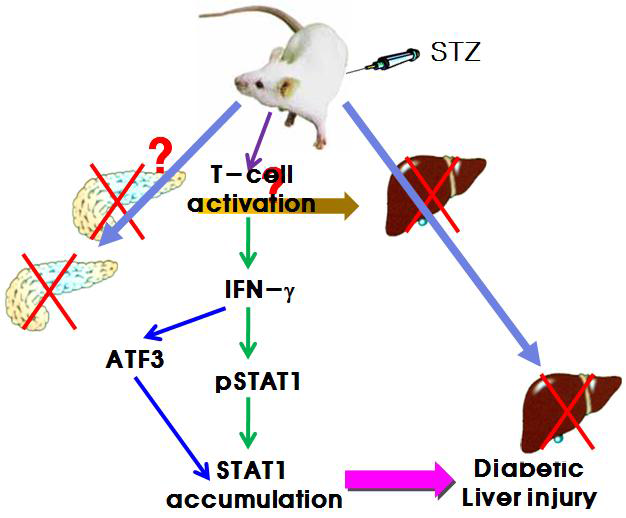 Summary scheme for STZ-mediated diabetic liver injury