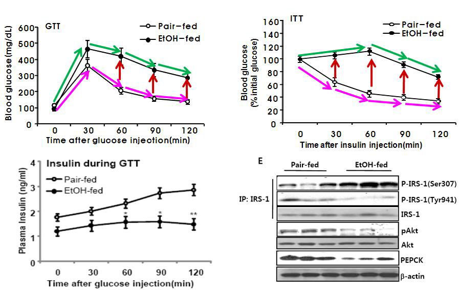 Chronic alcohol consumption inhibits glucose disposal and insulin synthesis