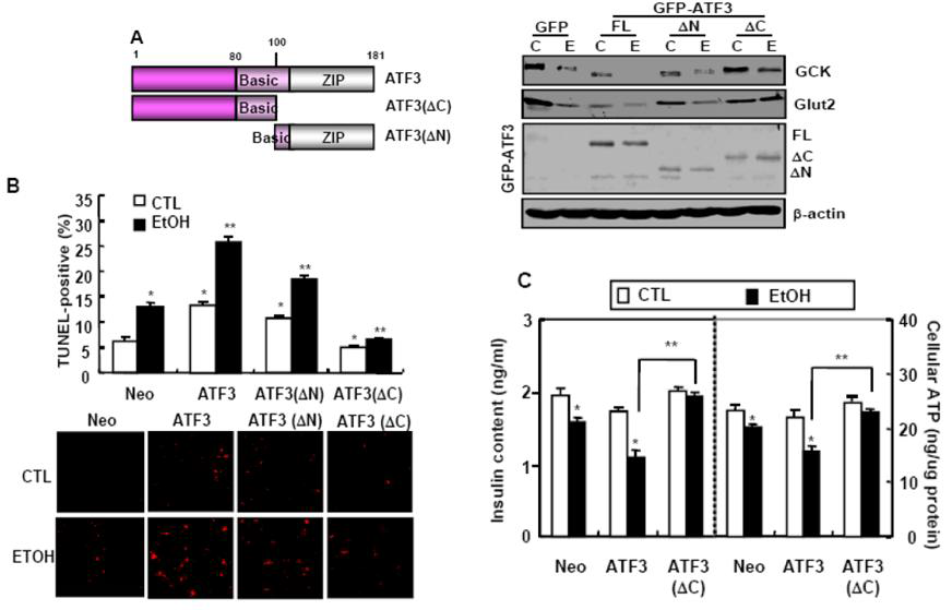 C-terminal domain of ATF3 on beta cell dysfunction and apoptosis