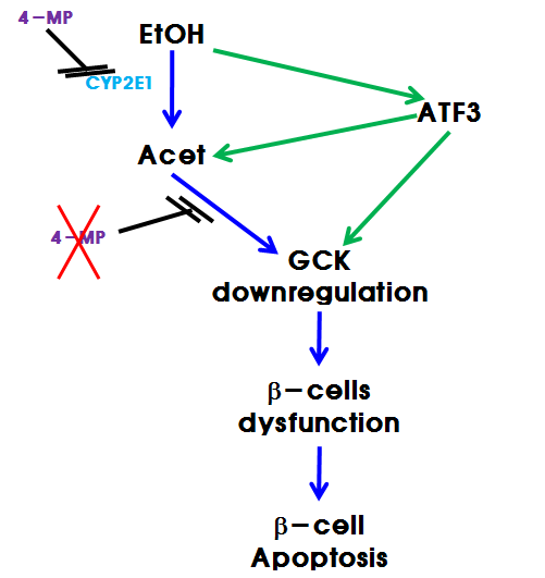 Scheme of ATF3 on ethanol metabolism-mediated beta cell dysfunction and apoptosis