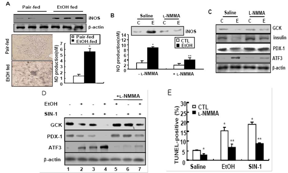 Ethanol-generated peroxynitrite is involved in ATF3-mediated GCK downregulation and apoptosis