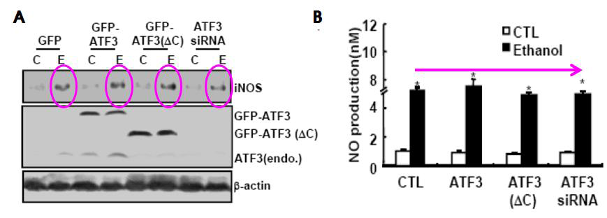 Ethanol-generated peroxynitrite is involved in ATF3-mediated GCK downregulation and apoptosis