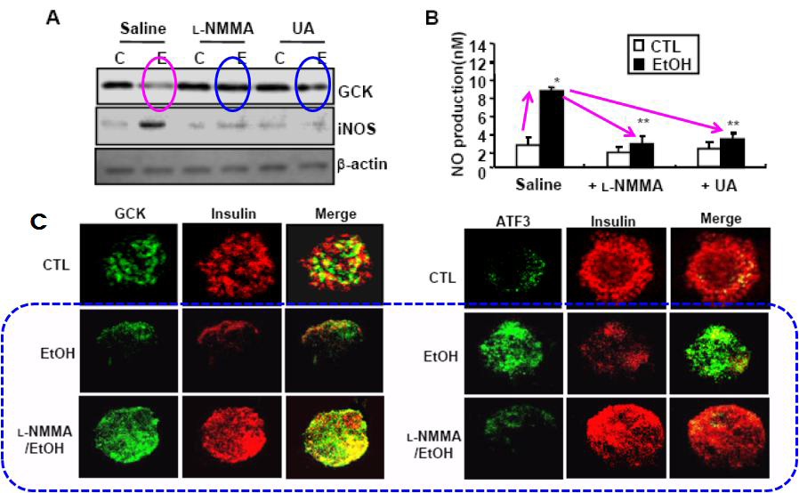 Ethanol-generated peroxynitrite is essential for ATF3-mediated GCK downregulation in islet cells