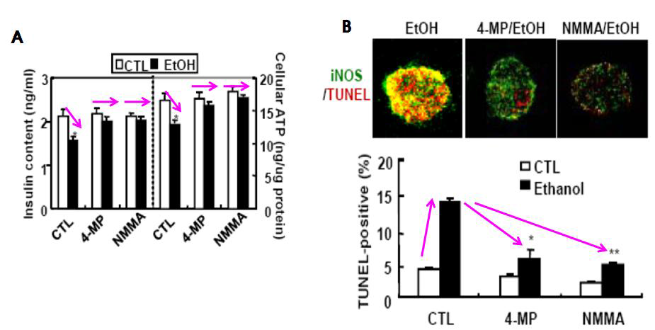 Ethanol-generated peroxynitrite is essential for ATF3-mediated apoptosis in islet cells