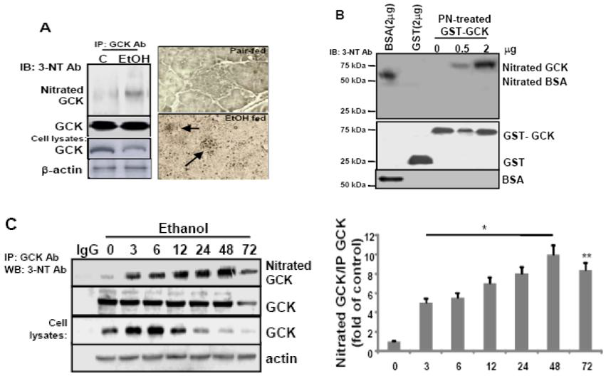 Ethanol-generated peroxynitrite induced GCK nitration