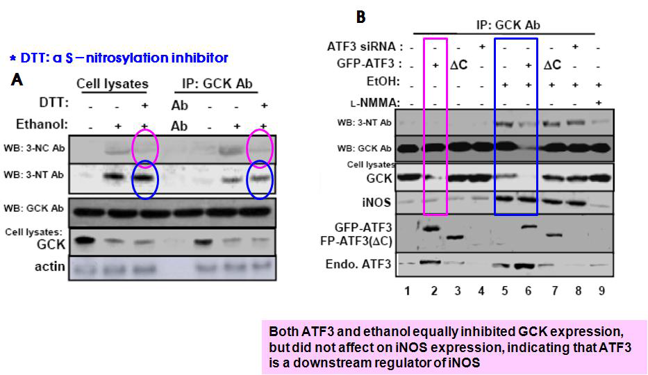 GCK Tyr-nitration is involved in Ethanol-induced GCK downregulation