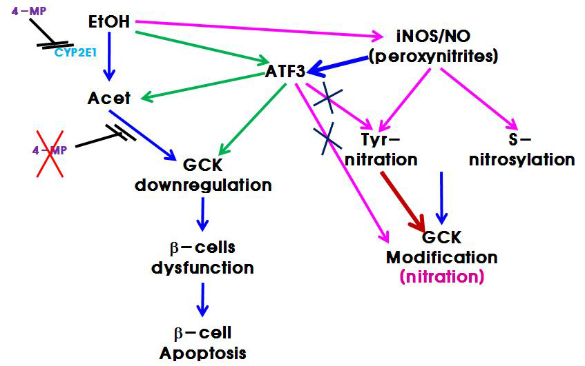 Ethanol-induced GCK downregulation depends on its Tyr-nitration