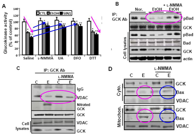 Ethanol-induced GCK nitration inhibits GCK activity